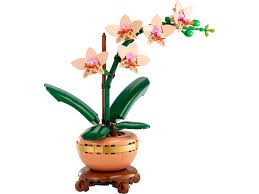 Mini Orchid