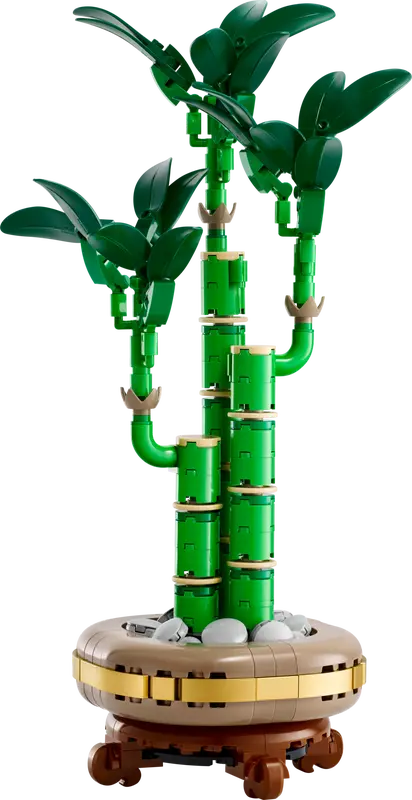 Lucky Bamboo