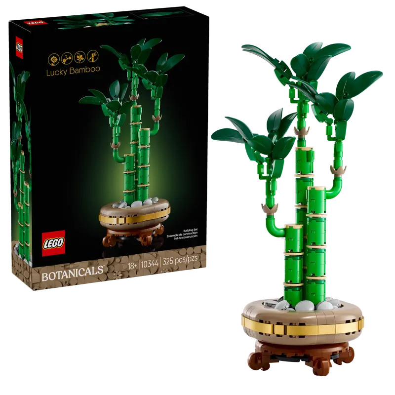 Lucky Bamboo