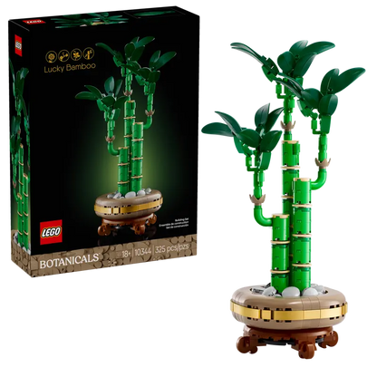 Lucky Bamboo