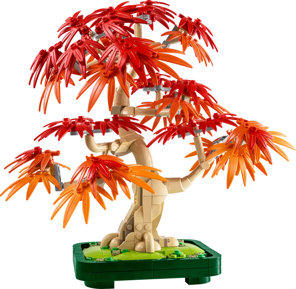 Japanese Maple Tree
