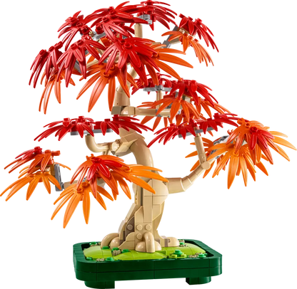 Japanese Maple Tree