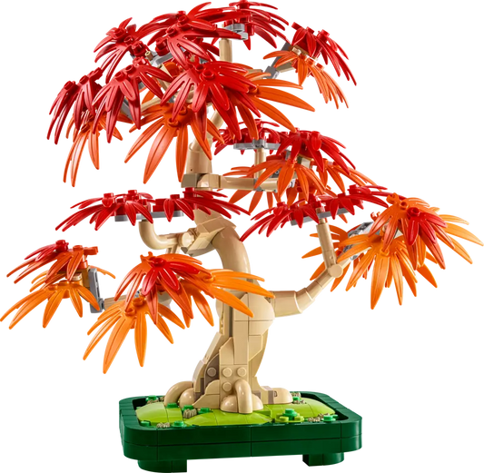 Japanese Maple Tree