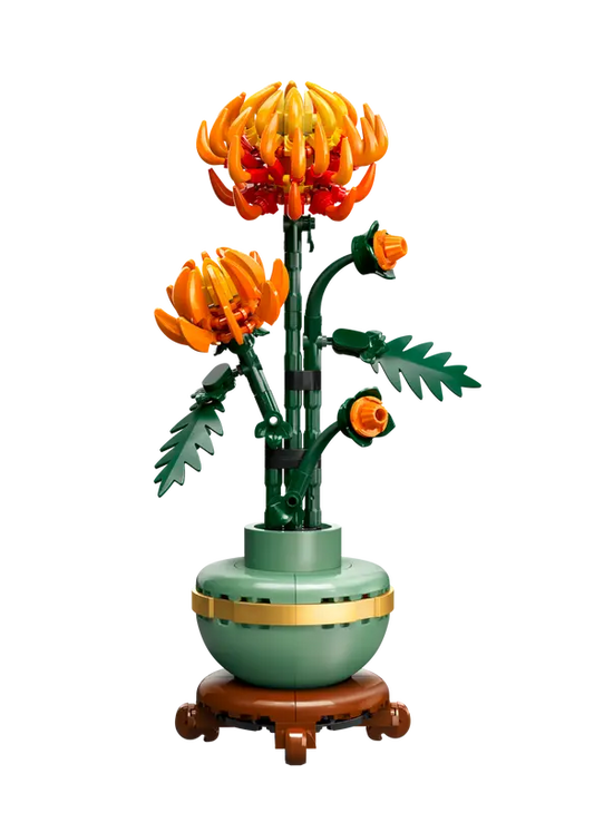 Chrysanthemum