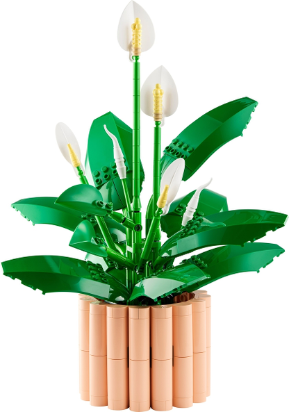 Peace Lily