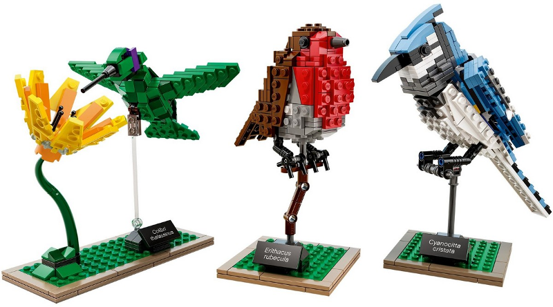 Birds
