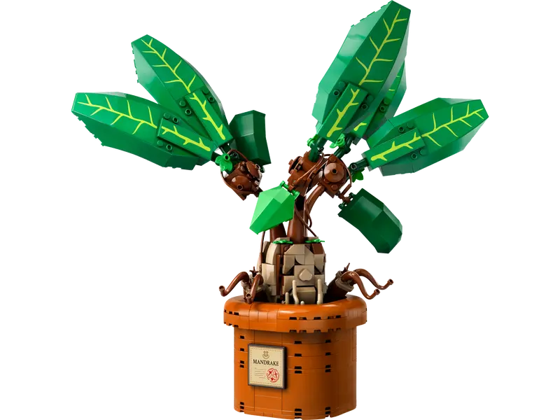 Mandrake